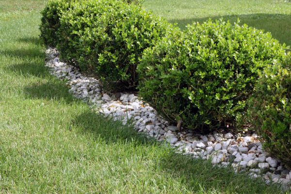Boxwood Planting in Largo