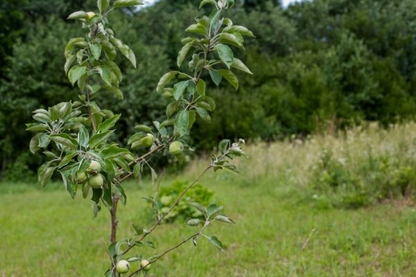 Apple Tree Planting in Largo