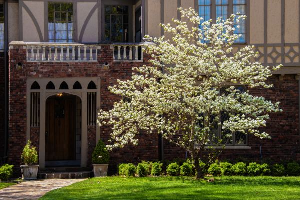 Dogwood Tree Planting in Largo
