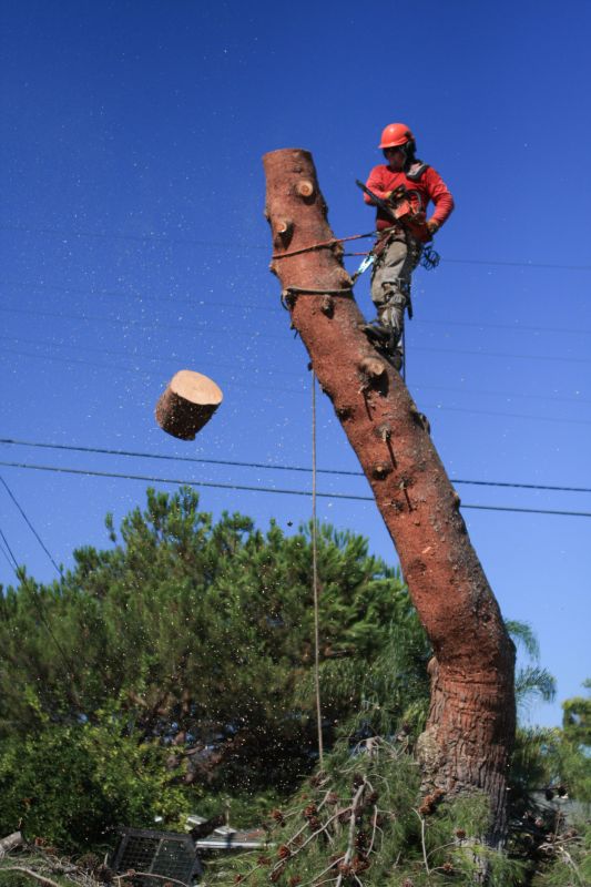 Tree Arborist Service